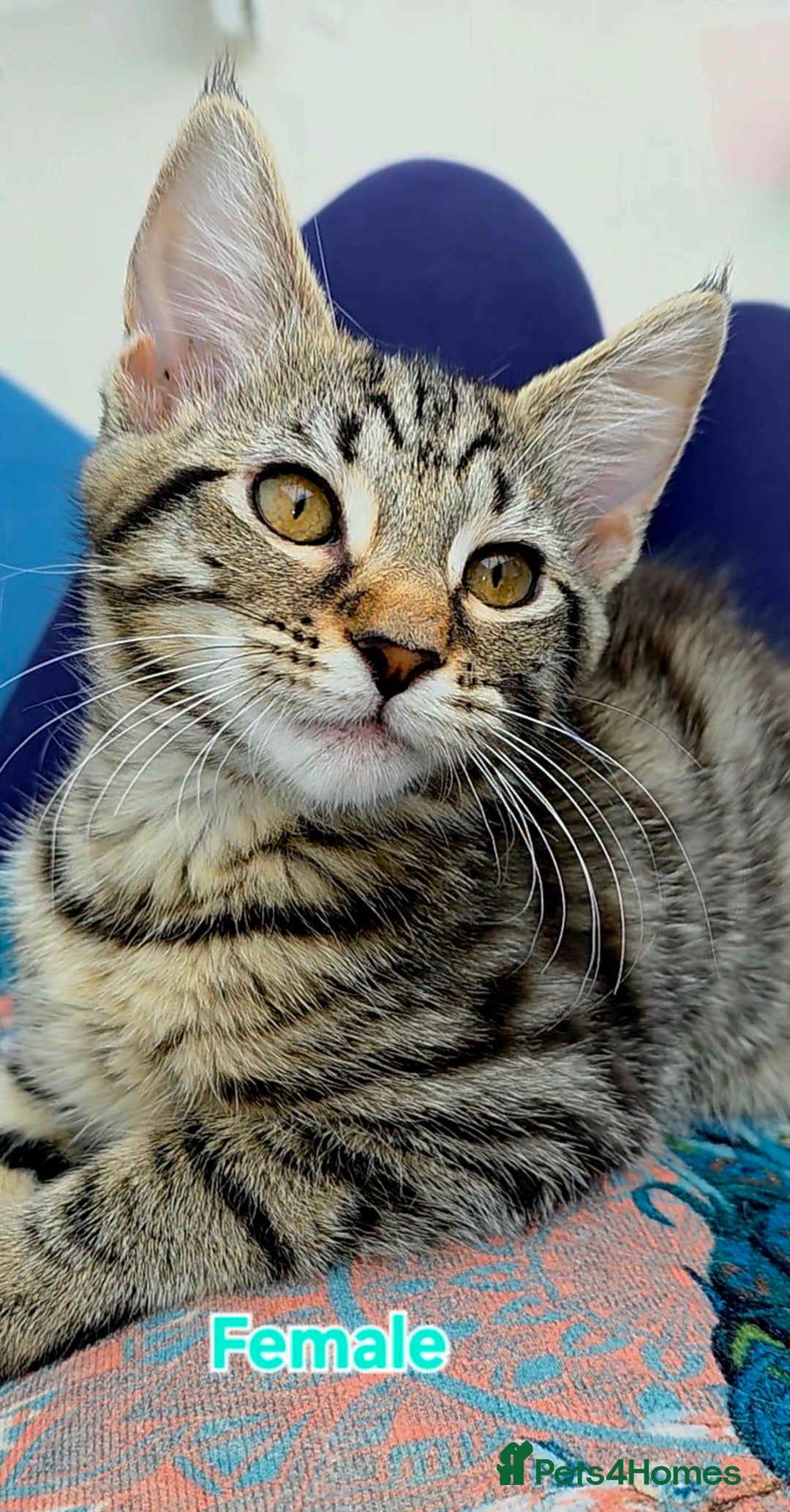 Mixed Breed cats for sale: 4 Maine Coon X Kittens Still Available!! - Image 2