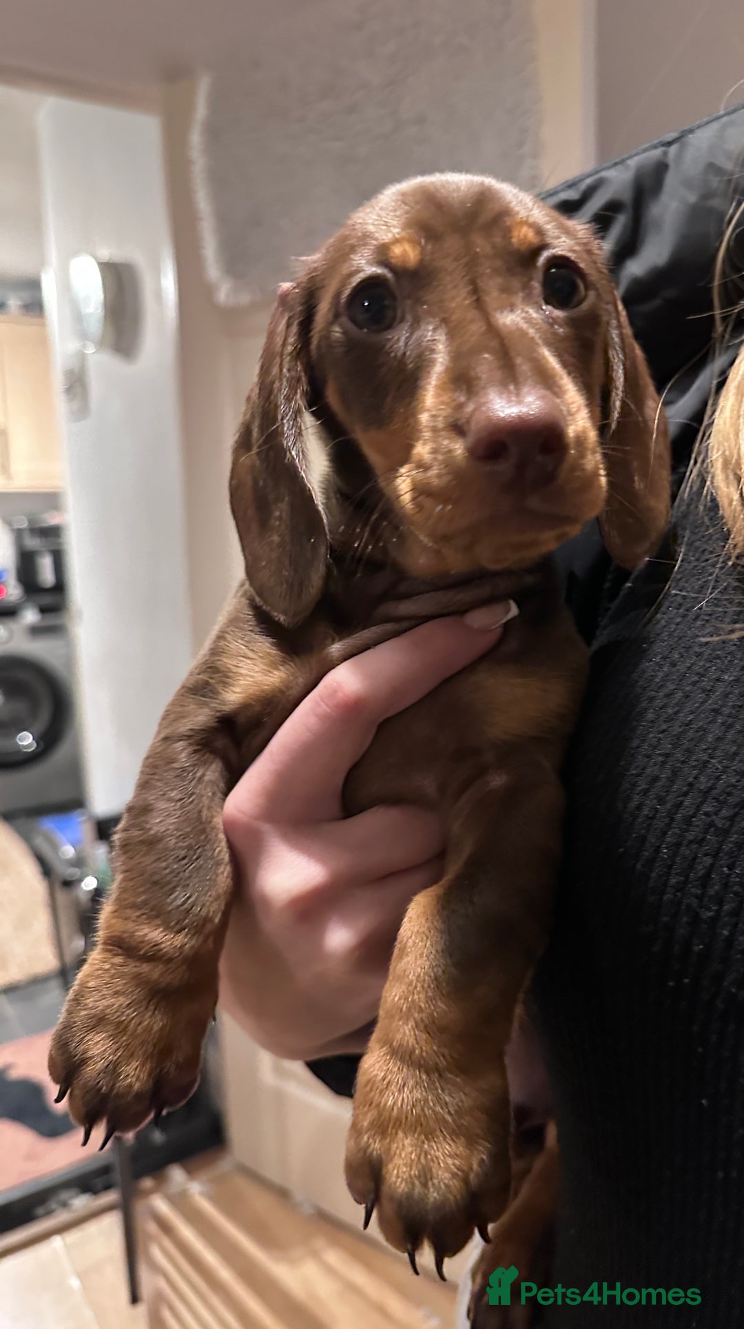 Miniature Dachshund dogs for sale: Only 1 boy  left, Due 2 being let down last minute - Image 19