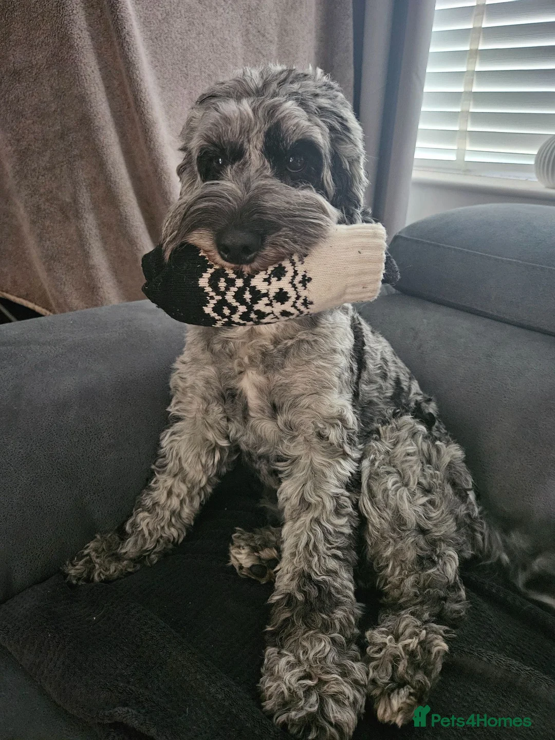 Cockapoo dogs for sale: Beaitiful F2 Cockappos  in Stevenston - Advert 1