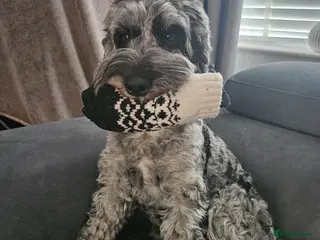 Cockapoo dogs Beaitiful F2 Cockappos - Advert 1