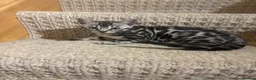 Bengal cats for sale: Stunning pedigree Bengal kitten only one left  - Advert 10