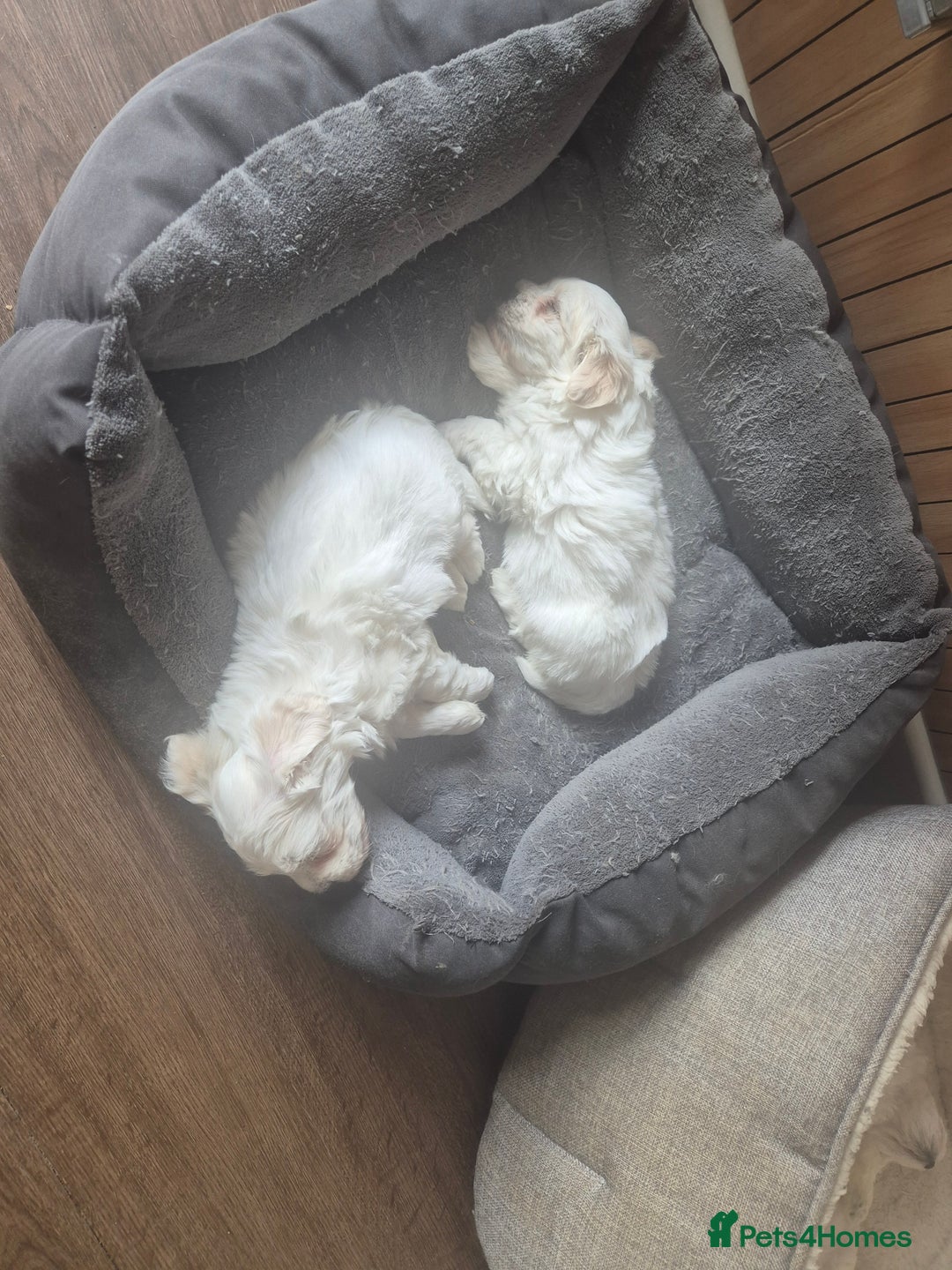Bichon Frise dogs for sale: 4 boys and 1 girl. - Image 11