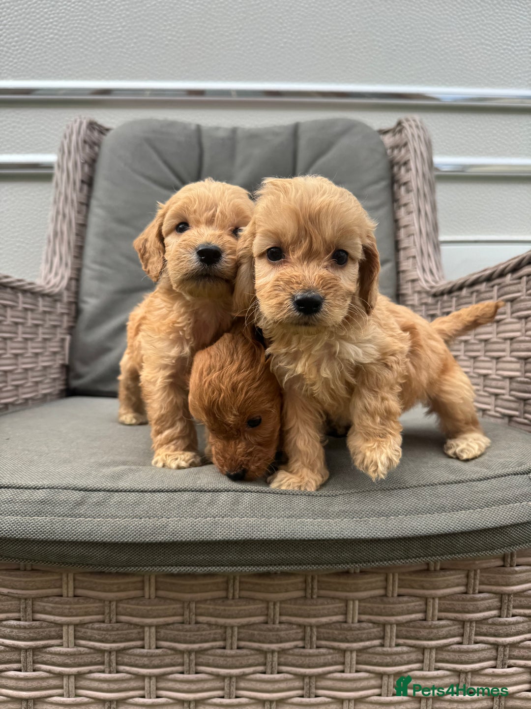 Cockapoo dogs for sale: F1 Cockapoos puppies (council licensed breeder) - Image 7