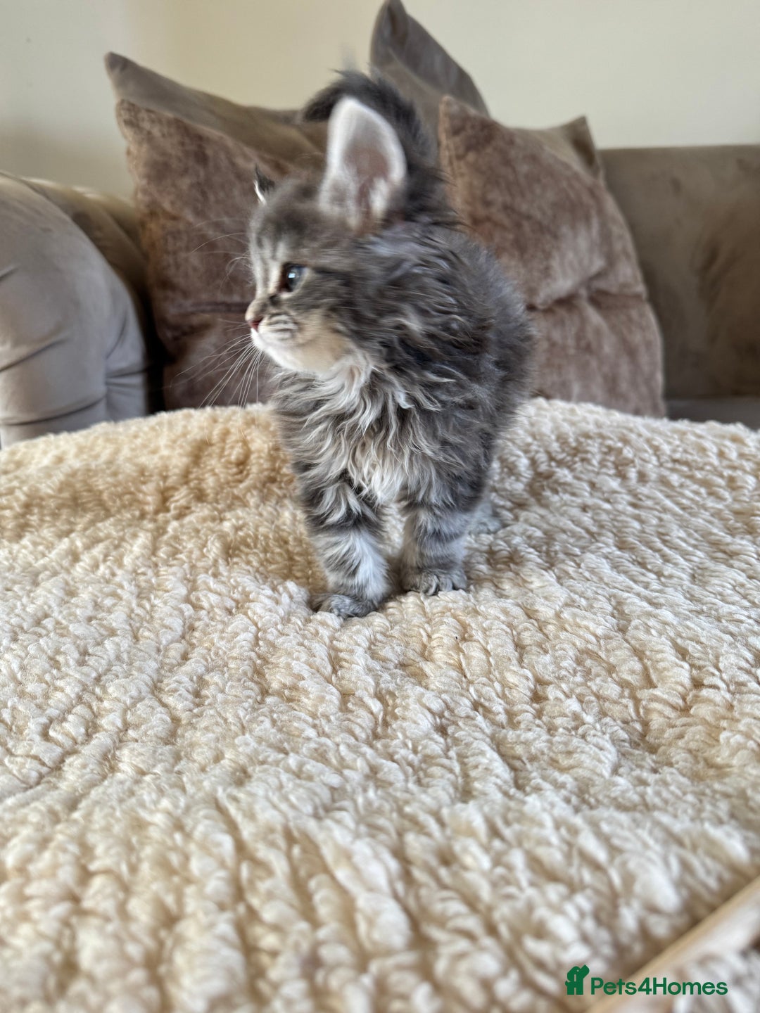 Maine Coon cats for sale: Stunning Maine coon kittens  - Advert 11