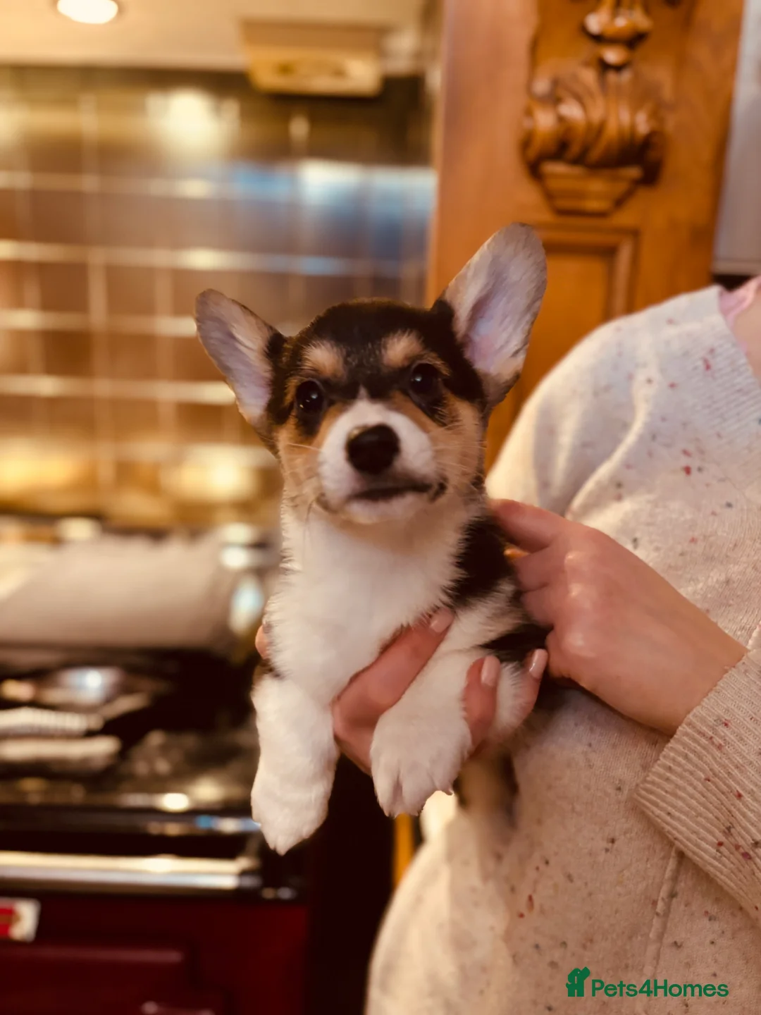 Welsh Corgi Pembroke dogs for sale: KC litter, health tested parents, licensed breeder - Advert 9