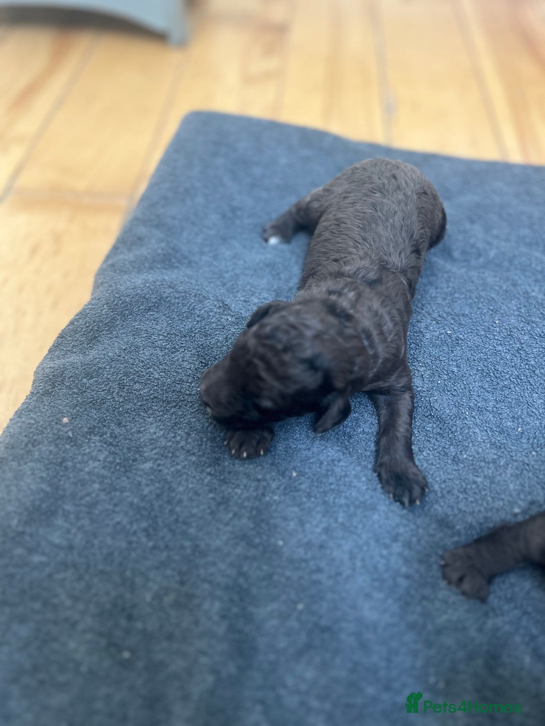 Cockapoo dogs for sale: Beautiful litter of merle and black cockapoos  - Image 6