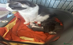 Maine Coon cats for sale: Two beautifull Maine conn boys - Image 13