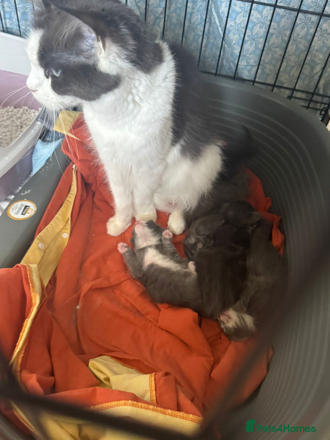 Maine Coon cats for sale: Two beautifull Maine conn boys - Image 13
