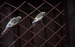 Budgerigars birds for sale: Aviary Bred Budgie Chicks 12 Weeks - Image 10