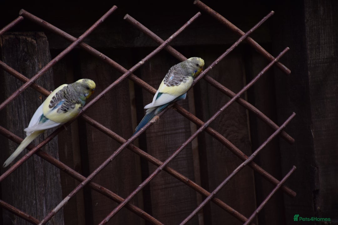 Budgerigars birds for sale: Aviary Bred Budgie Chicks 12 Weeks - Image 10