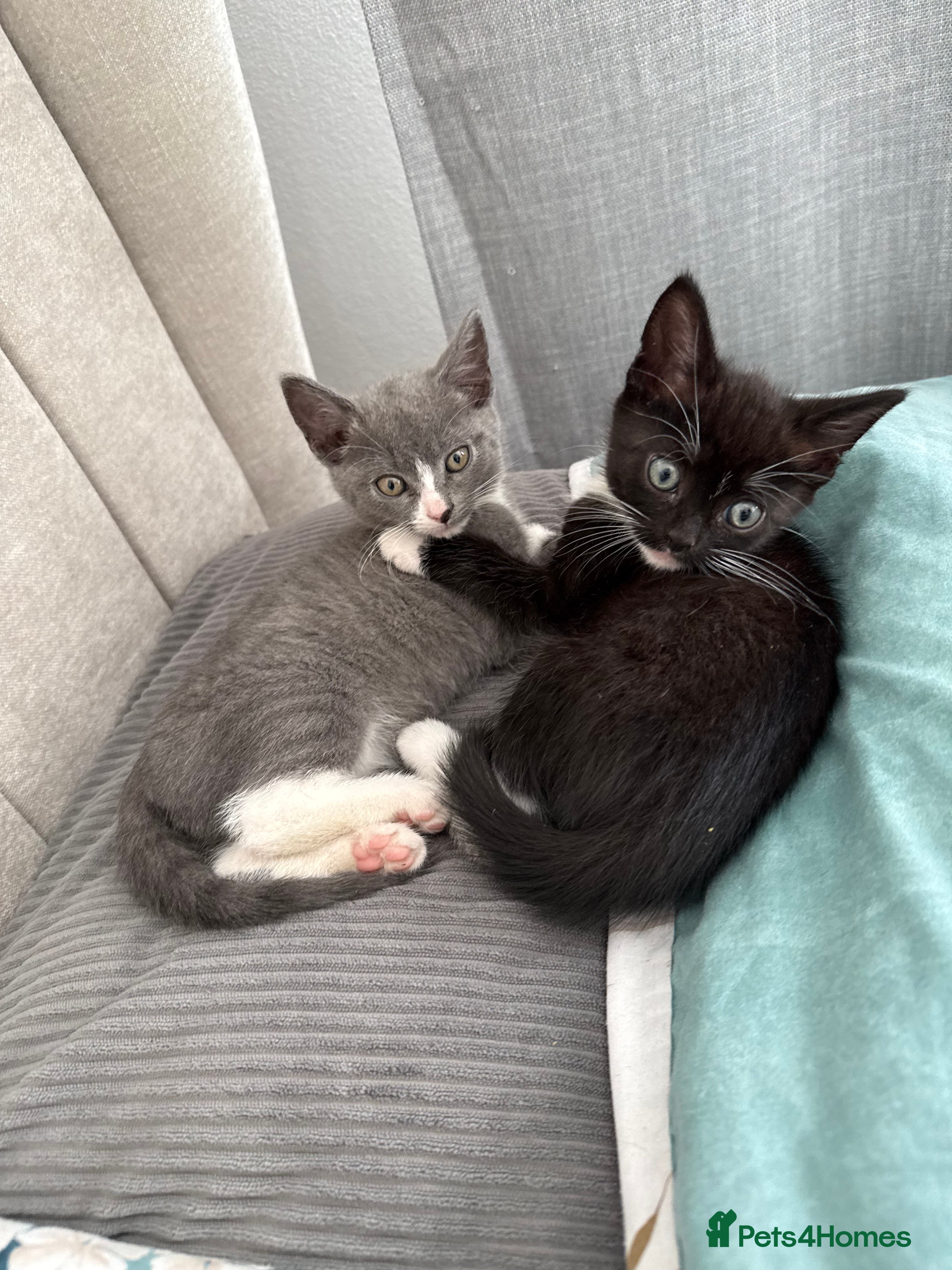 Mixed Breed cats Lovely kittens  - Advert 1