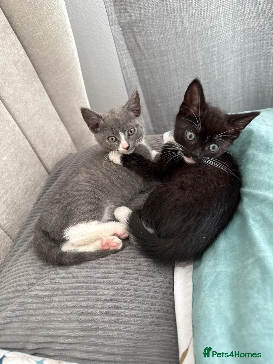 Mixed Breed cats for sale: Lovely kittens  - Advert 1