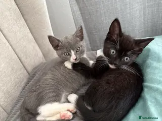 Mixed Breed cats Lovely kittens - Advert 1