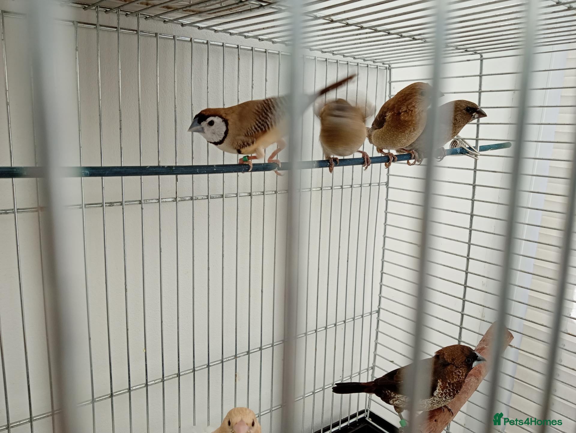 Finches birds Fawn Owl finch cock - Advert 6
