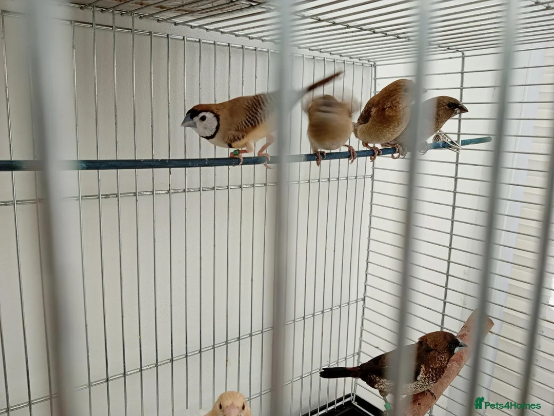 Finches birds for sale: Fawn Owl finch cock in Enfield - Advert 1