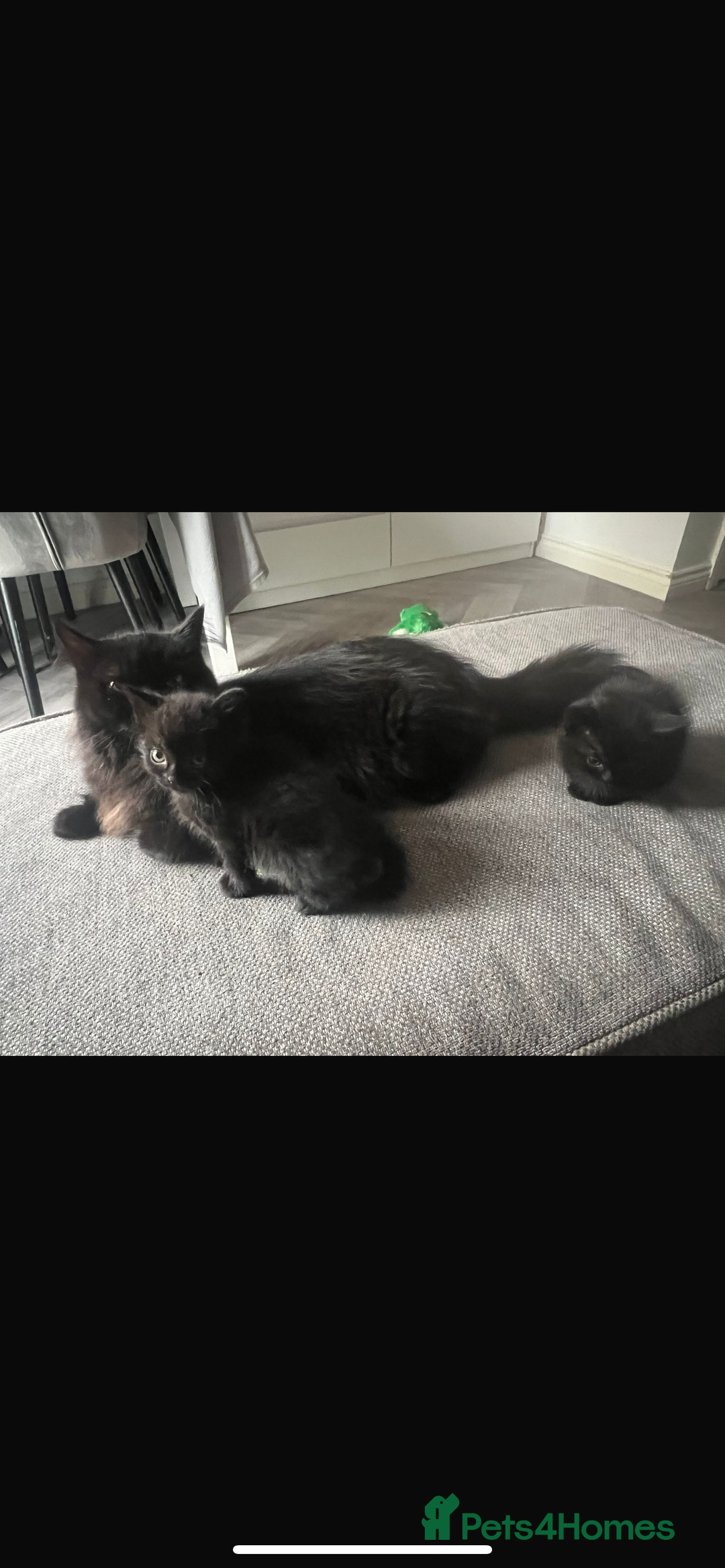 Mixed Breed cats for sale: Kittens for sale  - Image 11