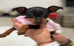 Miniature Pinscher dogs for sale: Not KC Reg Miniature Pincher Girl - Image 3
