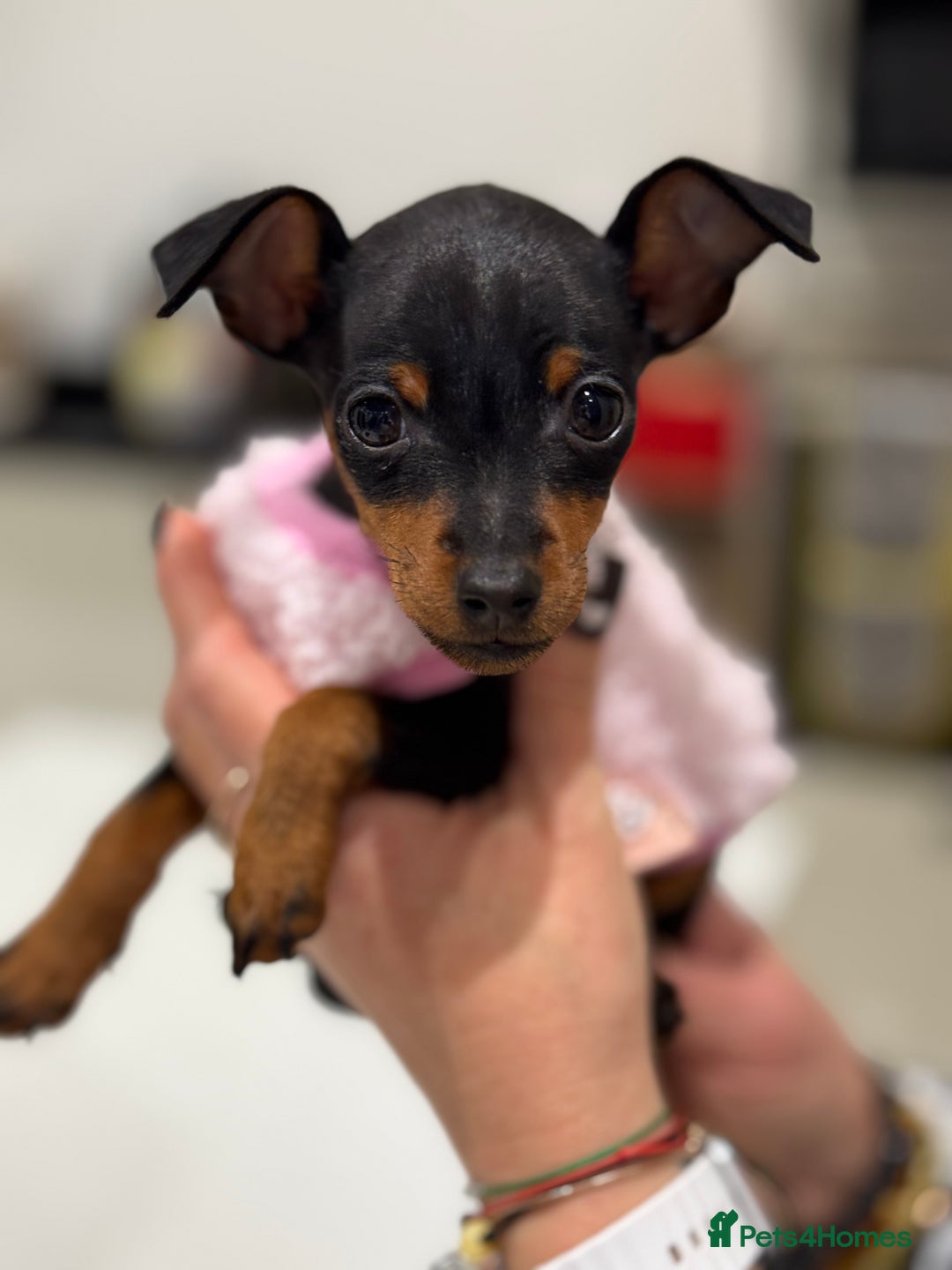 Miniature Pinscher dogs for sale: Not KC Reg Miniature Pincher Girl - Image 3