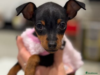 Miniature Pinscher dogs - Advert 3