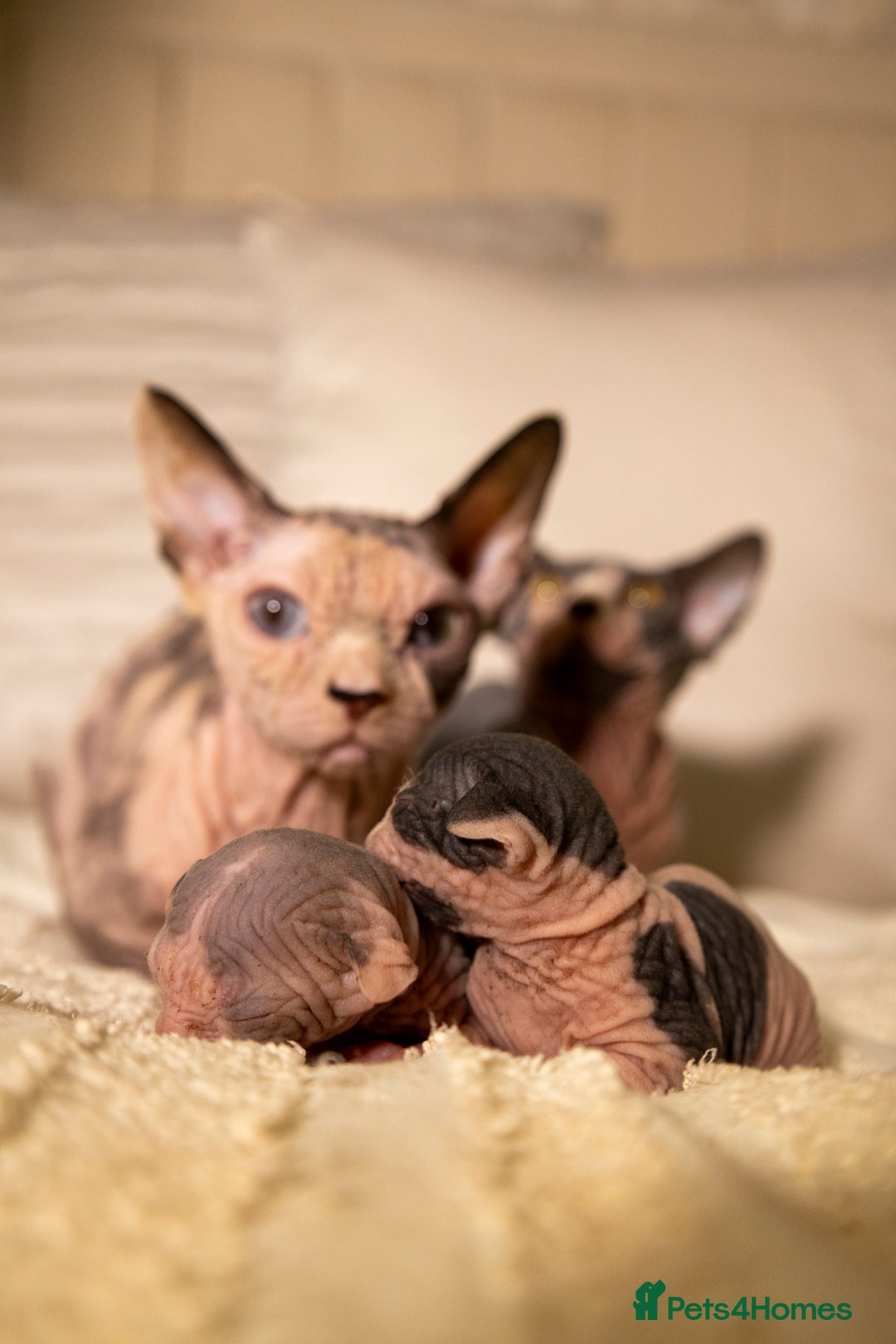 Sphynx cats for sale: Two beautiful male Sphynx kittens  - Advert 6