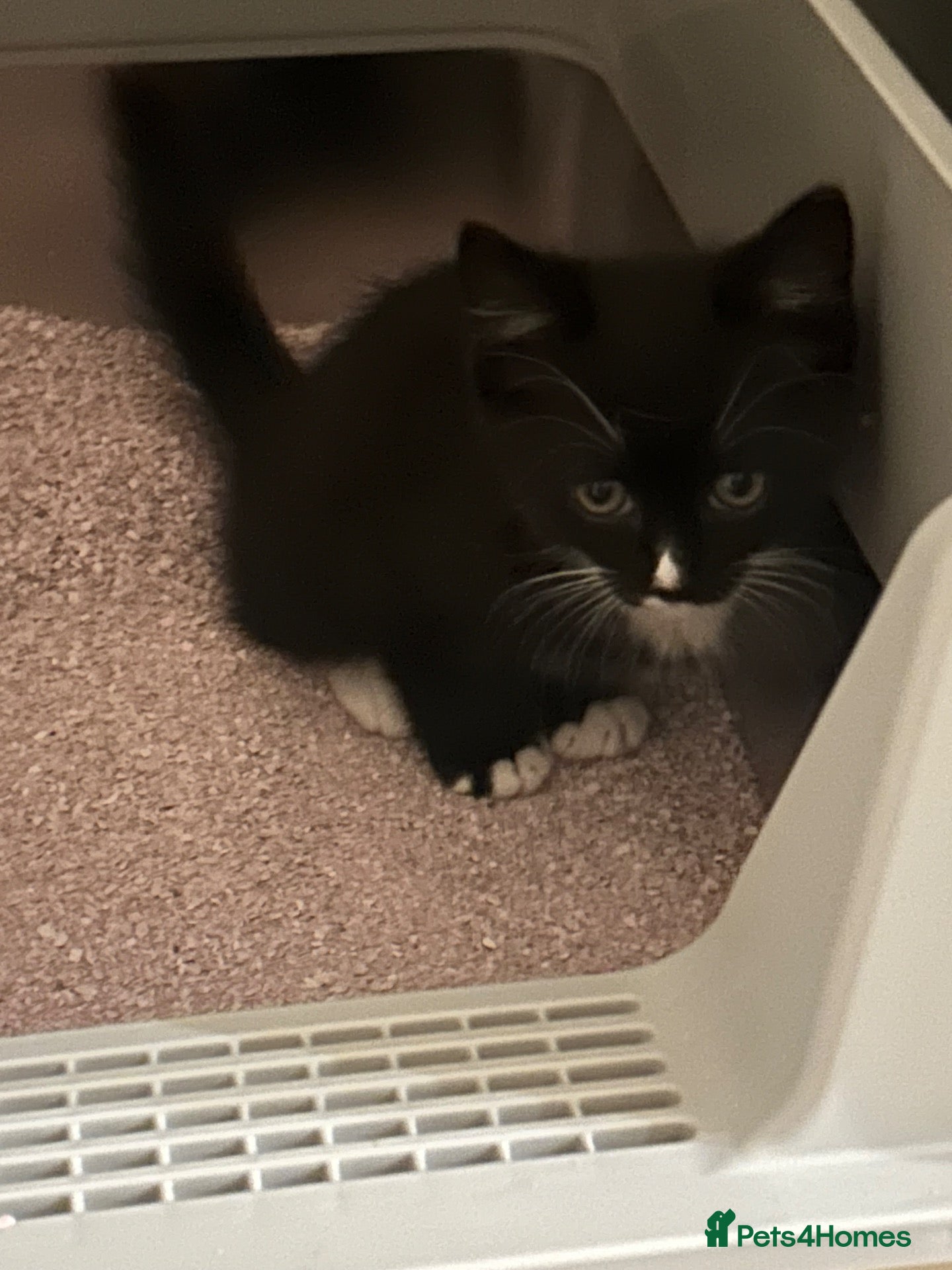 Mixed Breed cats Urgently needs her forever home - Advert 2
