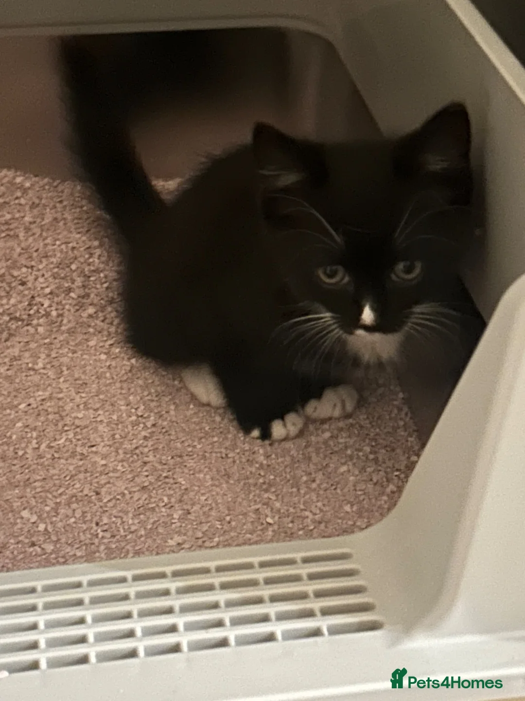 Mixed Breed cats for sale: Urgently needs her forever home in Skelmersdale - Advert 1