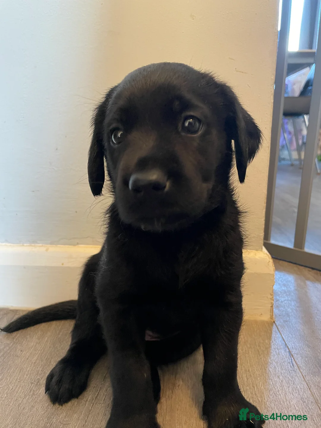 Goldador dogs for sale: Extensively health tested Goldador 5⭐️ homebreeder - Advert 2