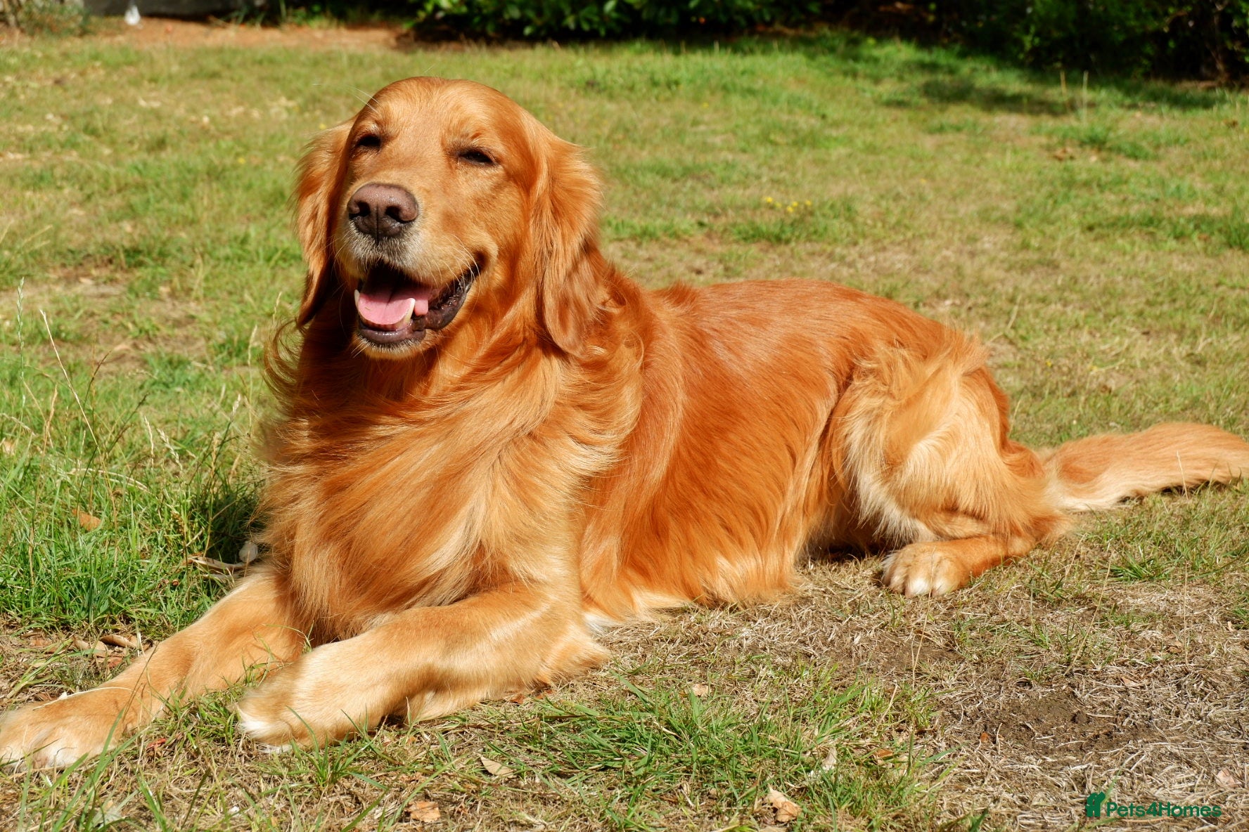 Golden Retriever dogs Stunning golden retriever stud - Advert 4