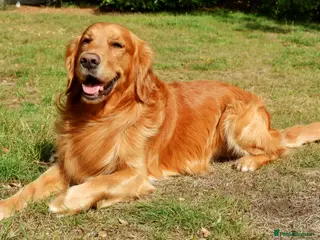Golden Retriever dogs Stunning golden retriever stud - Advert 13