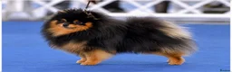 Pomeranian dogs for sale: MINIATURE CHAMPION LINES POMERANIANS - Advert 4