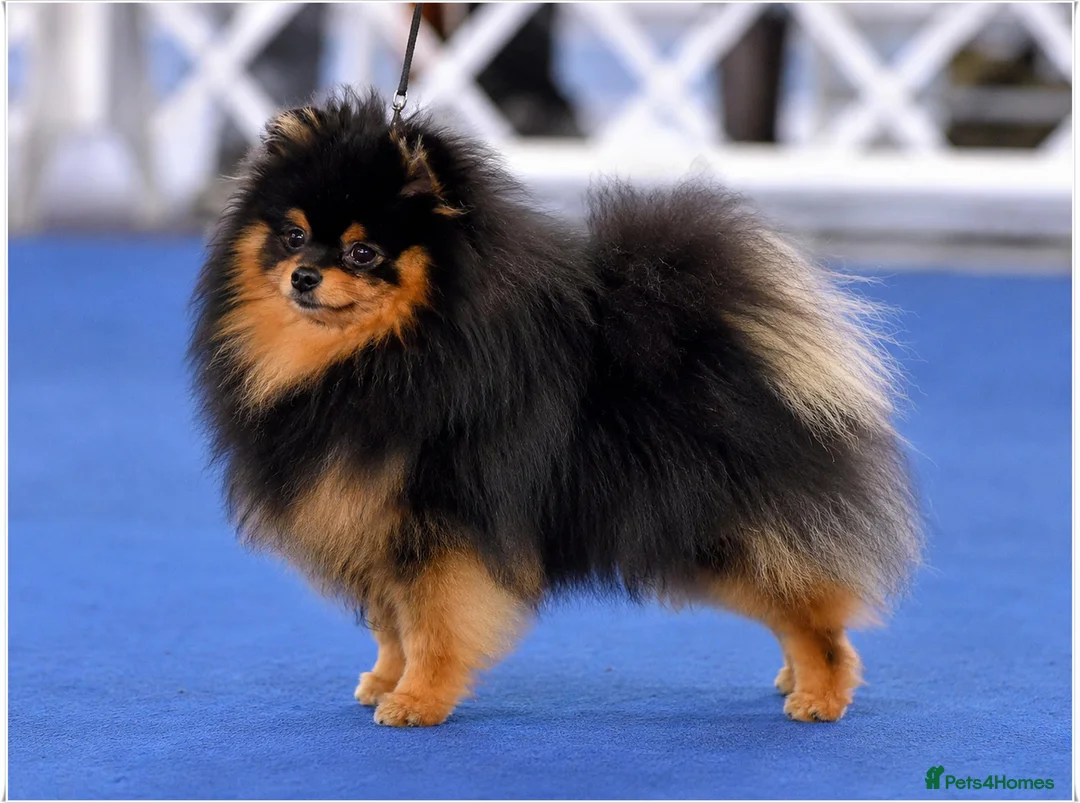Pomeranian dogs for sale: MINIATURE CHAMPION LINES POMERANIANS - Advert 4
