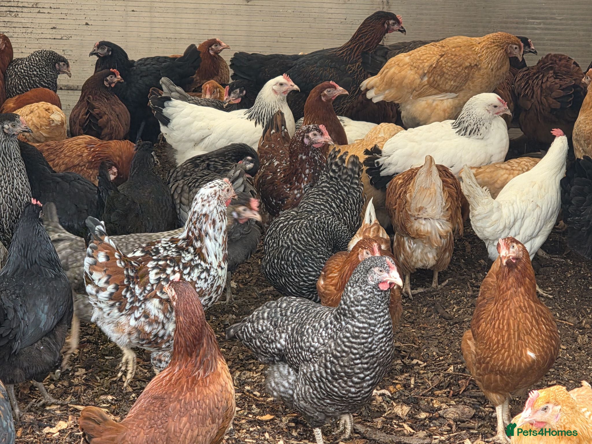 Chickens poultry Hybrid hens for sale - Advert 1