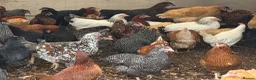 Chickens poultry for sale: Hybrid hens for sale - Advert 1