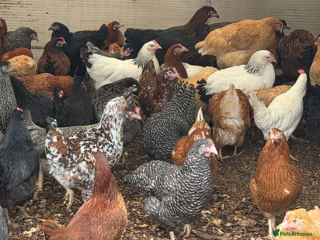 Chickens poultry for sale: Hybrid hens for sale - Advert 1