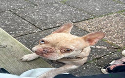 French Bulldog dogs for sale: French Bulldog for sad rehoming - Image 3