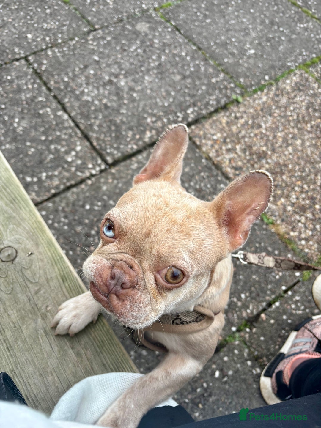 French Bulldog dogs for sale: French Bulldog for sad rehoming - Image 3