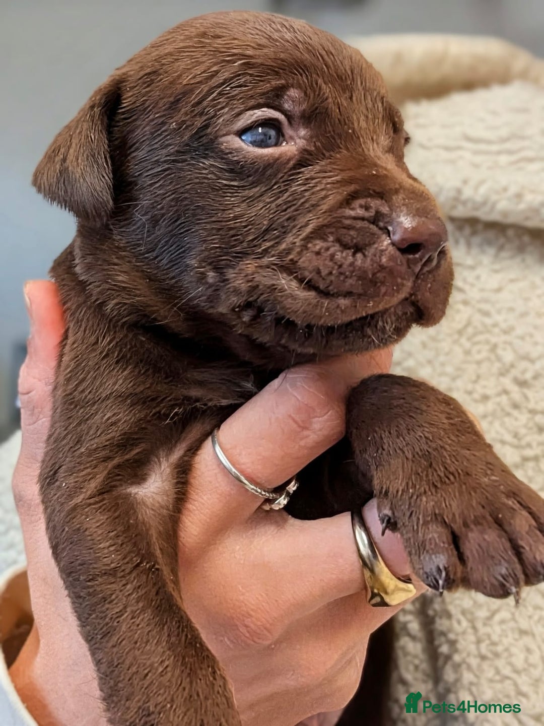 Mixed Breed dogs for sale: F1 MASTADOR PUPPIES FOR SALE  - Advert 11