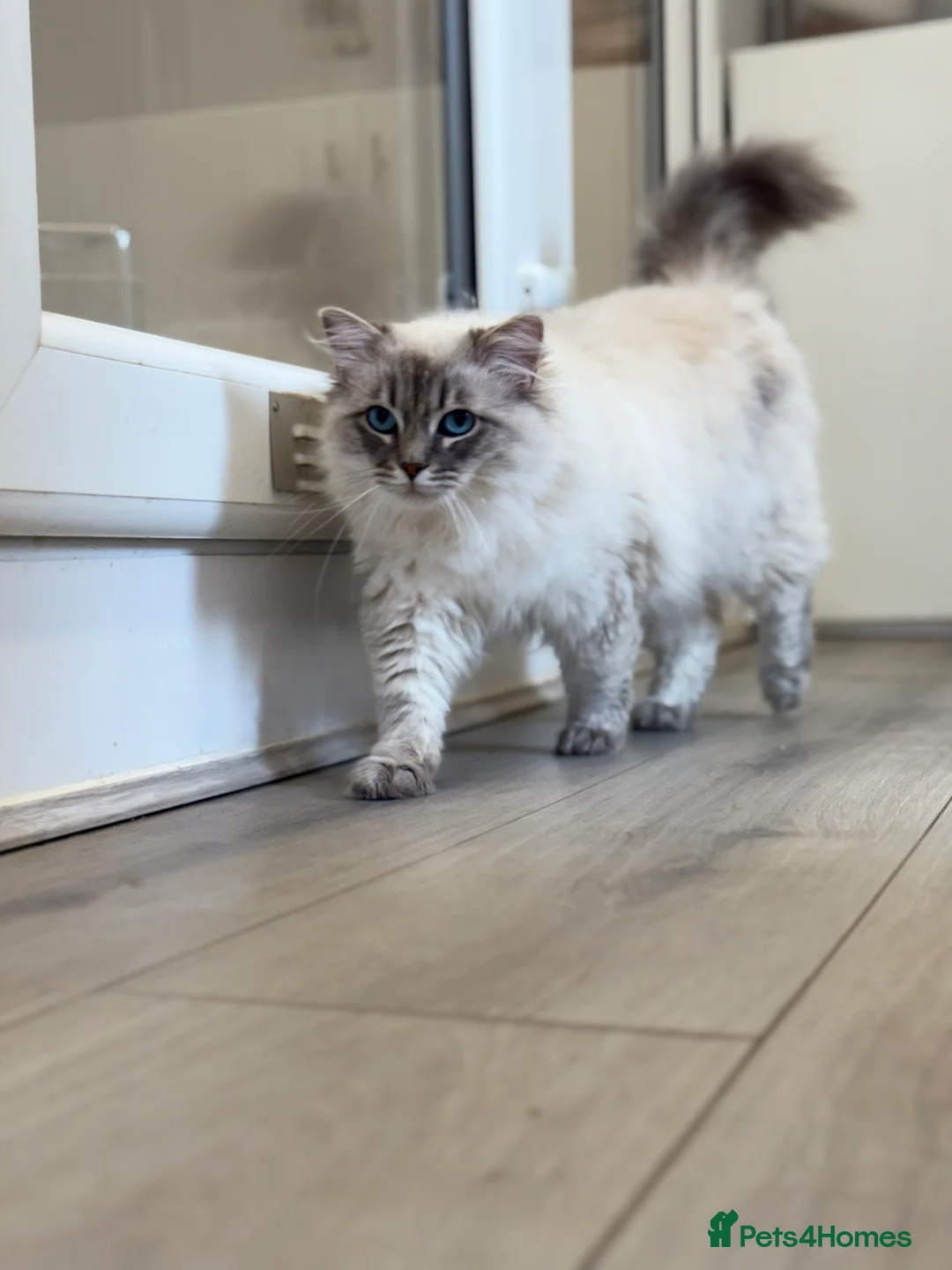 Ragdoll cats for sale: OUTSTANDING Lynx Male Ragdoll GCCF Registered - Advert 4