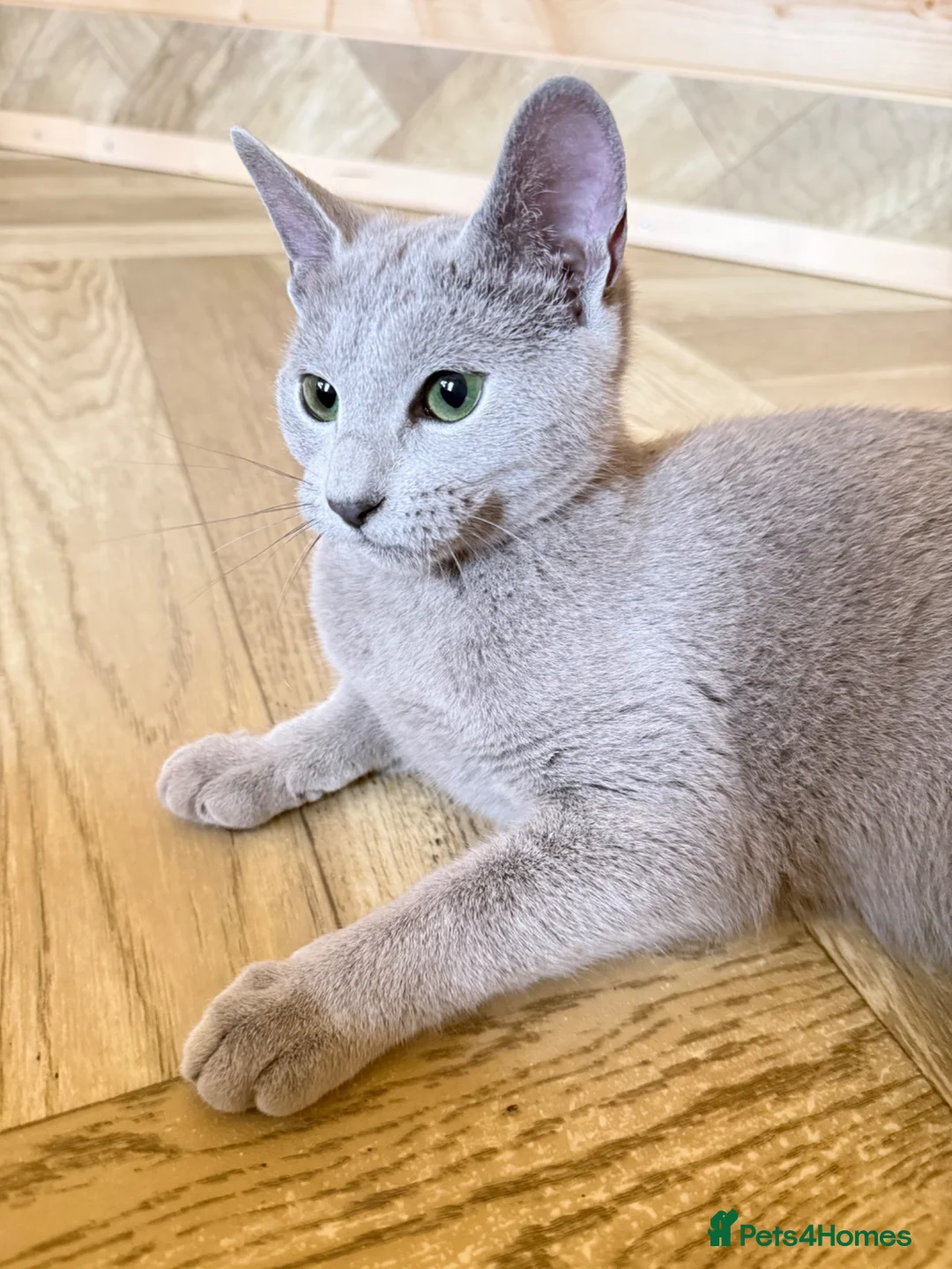 Russian Blue cats for sale: *TOP* Quality Pedigree Russian blue kittens - Advert 4