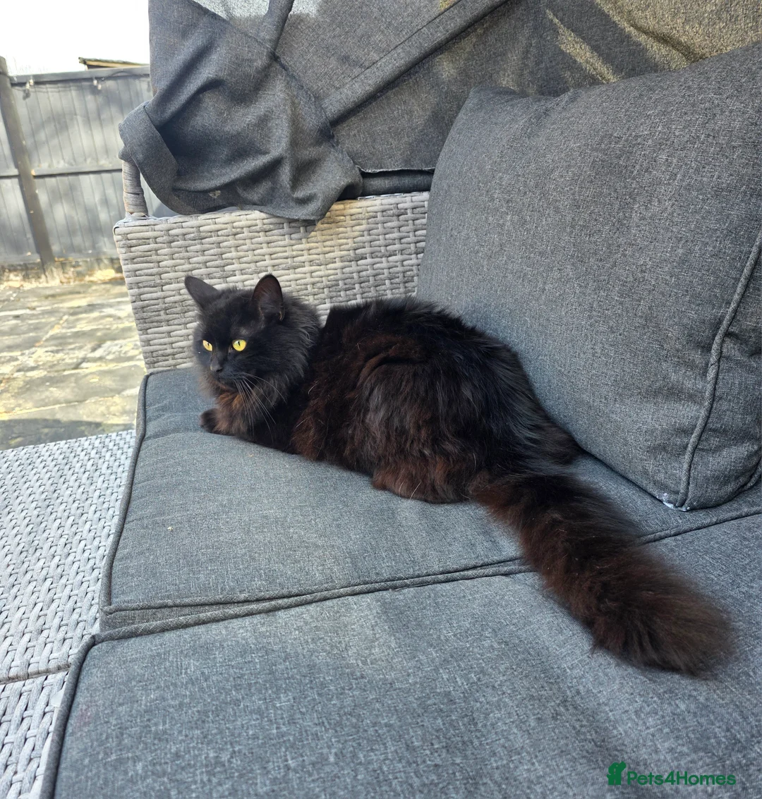 Maine Coon cats for sale: Freddie needs a home  - Advert 5