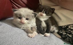Mixed Breed cats for sale: Beautiful male kitten for sale - Image 8