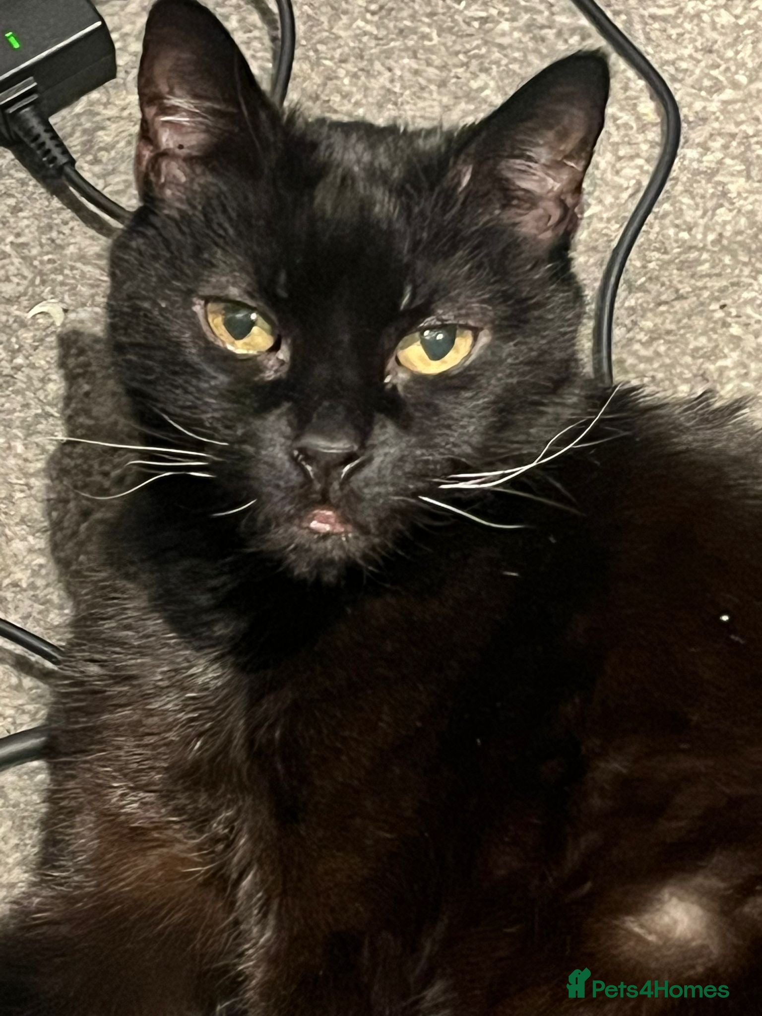 Mixed Breed cats Free black cat - Advert 1