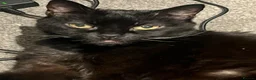 Mixed Breed cats for sale: Free black cat - Advert 1
