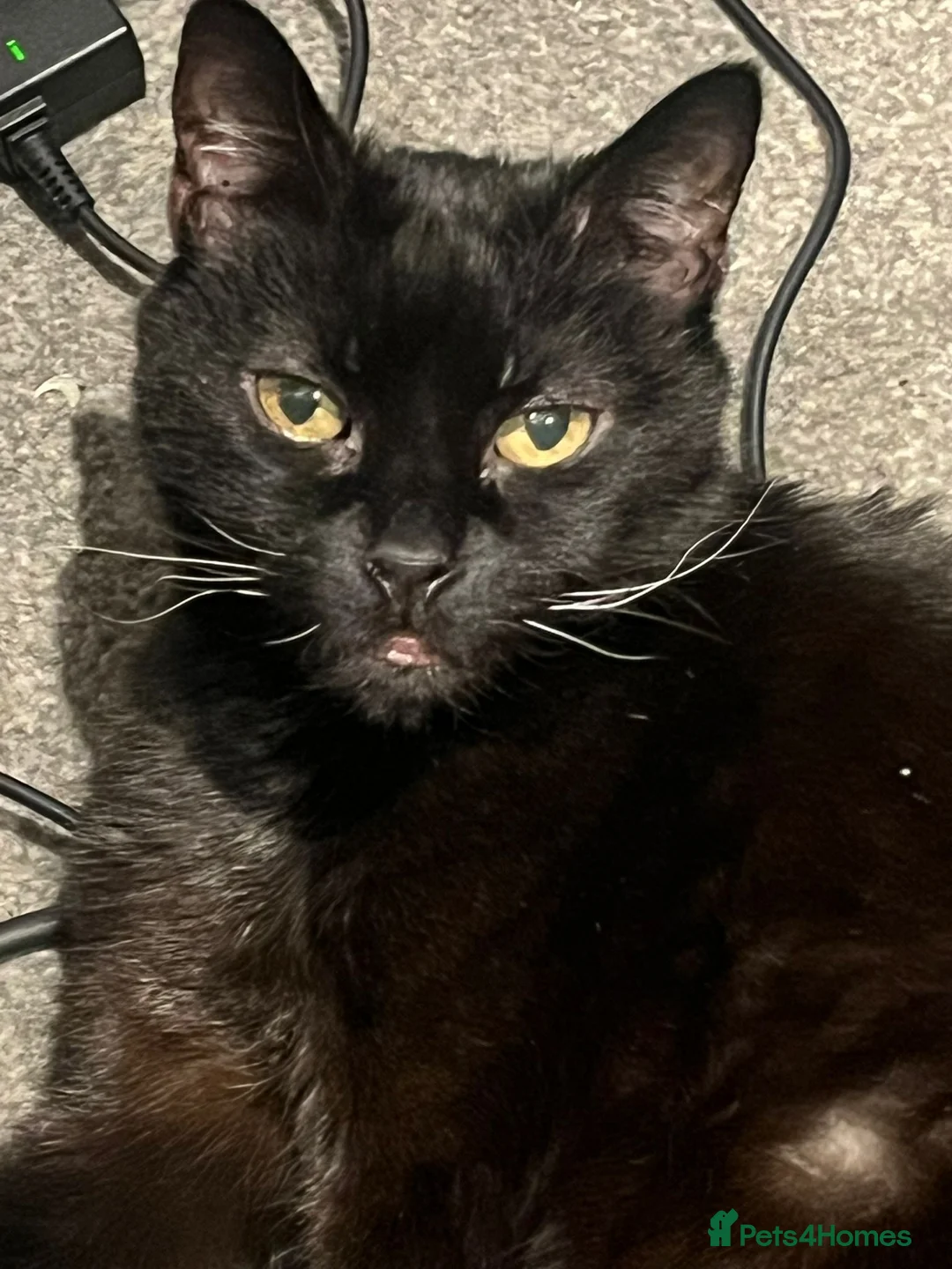 Mixed Breed cats for sale: Free black cat - Advert 1