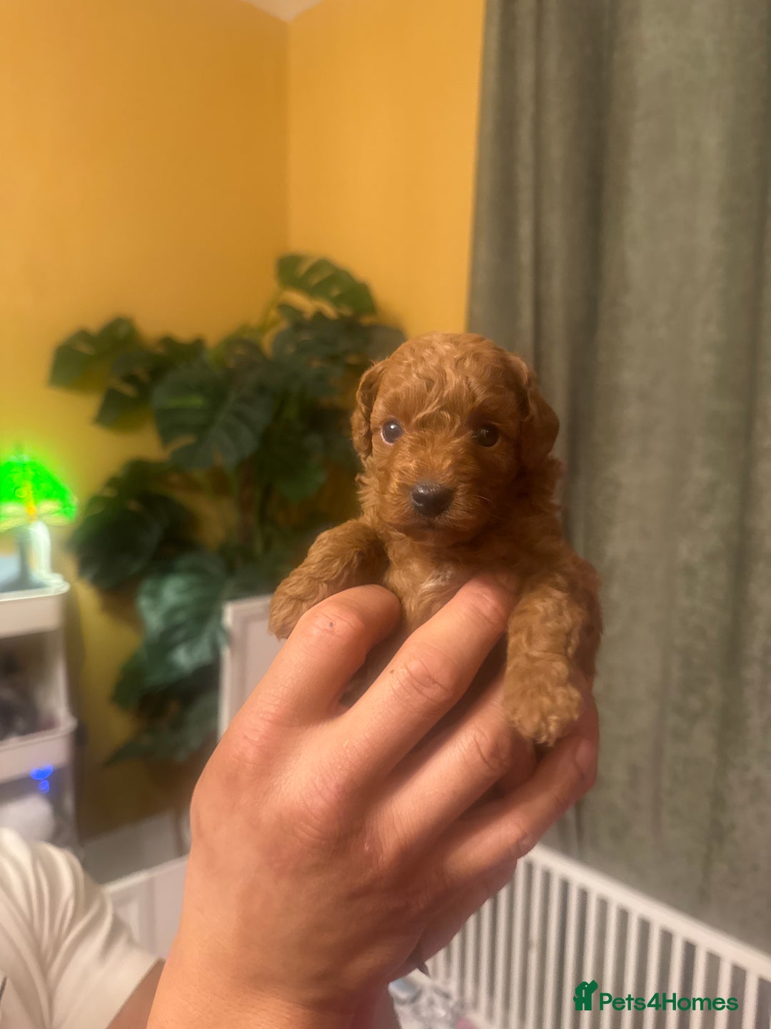 Cavapoo dogs for sale: F1b Cavapoo extensively health tested mum&dad  - Advert 11