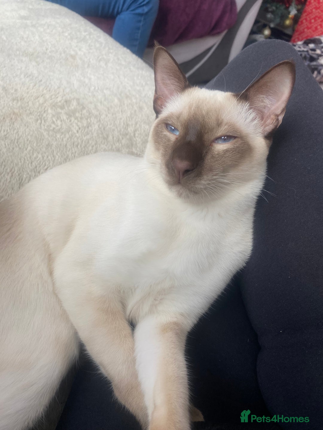 Siamese cats for sale: Siamese cat for sale - Image 1
