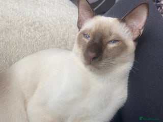 Siamese cats Siamese cat for sale - Advert 10
