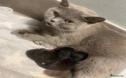 Mixed Breed cats for sale: X BRITISH SHORT adorable kittens ready 4 new home - Image 29