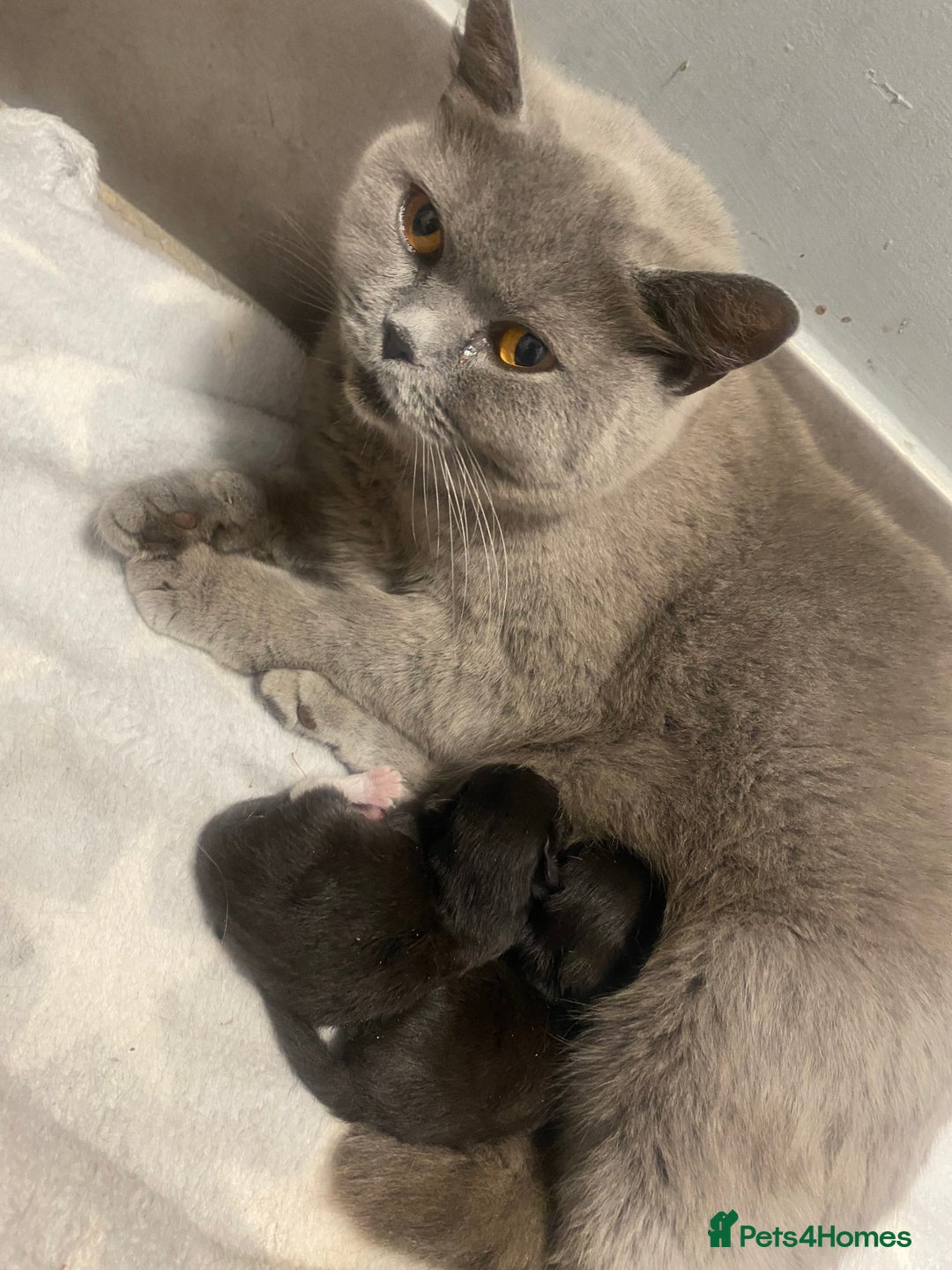 Mixed Breed cats for sale: X BRITISH SHORT adorable kittens ready 4 new home - Image 29