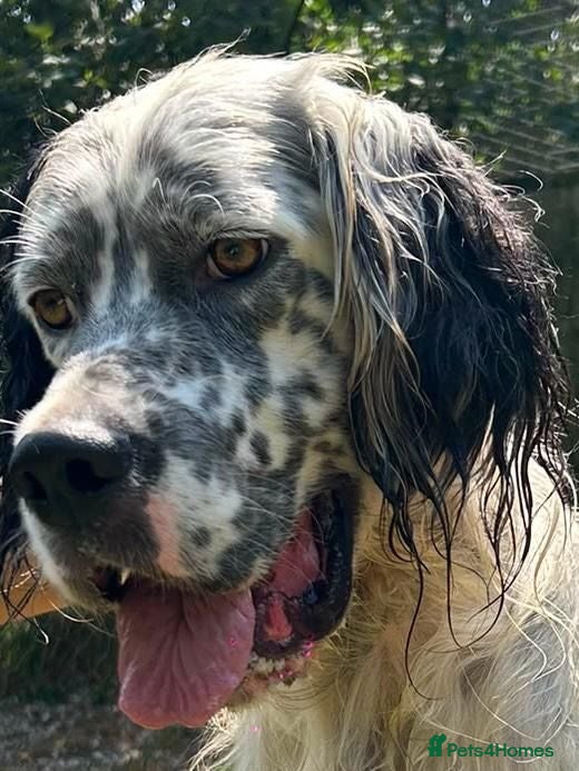 English Setter dogs Sam   - Advert 1